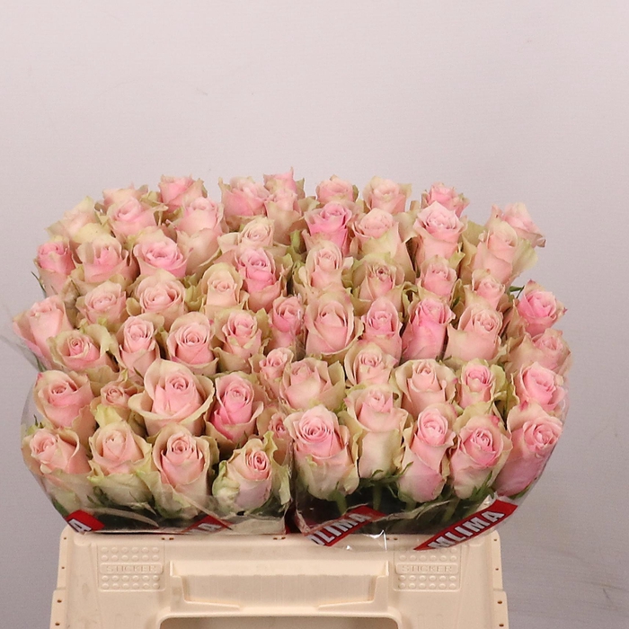 <h4>R GR PINK ATHENA</h4>