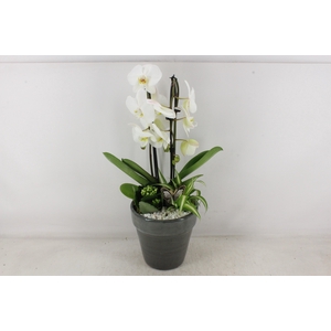 arr2 PL - Ker. glazed antra. pot Phal.