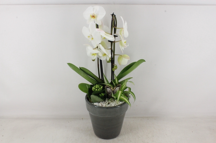 <h4>arr2 PL - Ker. glazed antra. pot Phal.</h4>