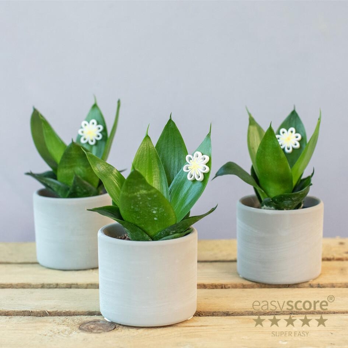 <h4>Daisy Creations 6cm</h4>