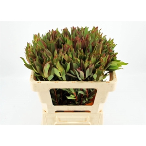 Leucad High Light 50cm