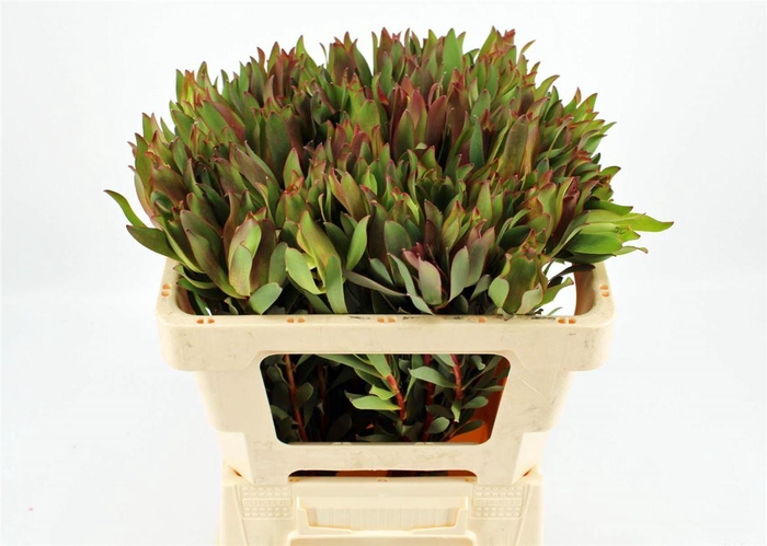 <h4>Leucad High Light 50cm</h4>