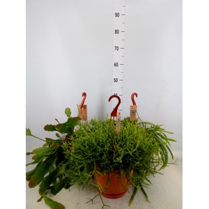 Epiphyllum anguliger