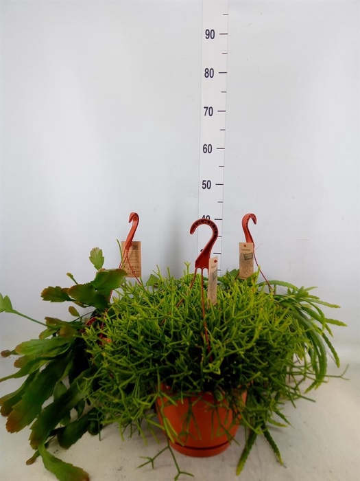 <h4>Epiphyllum anguliger</h4>