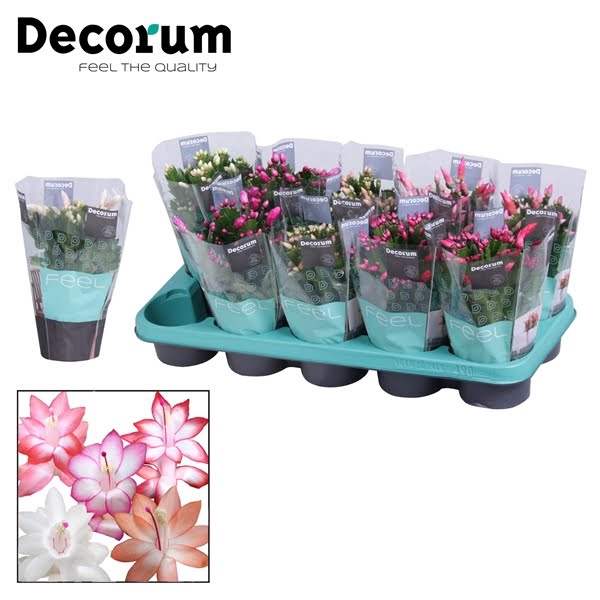 <h4>Schlumbergera Mix</h4>