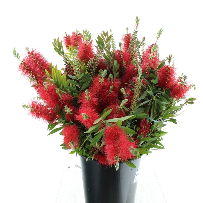 <h4>Callistemon 200 Gram</h4>