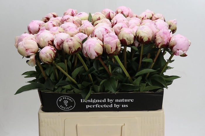 <h4>Paeonia Lact. Reine Hortense</h4>