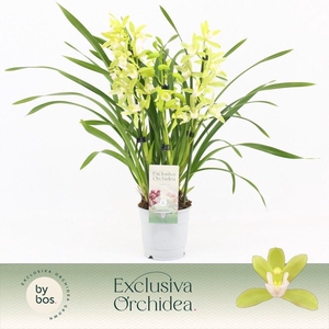 Cymbidium, Mint Source 3-spike 'Exclusiva Orchidea'