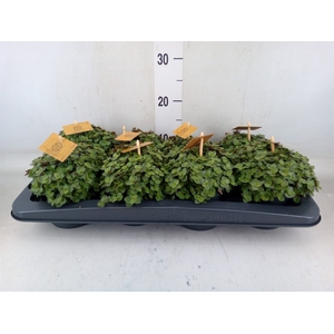 Callisia repens 'Turtle'