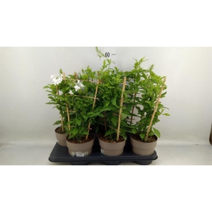 Plumbago indica