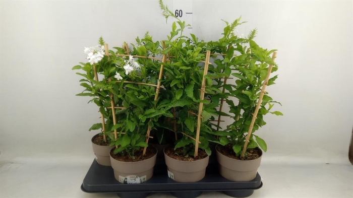<h4>Plumbago indica</h4>