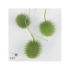 Sier Cucumis Antilliaans X4 Hol.