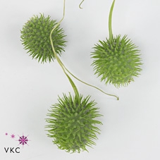<h4>Sier Cucumis Antilliaans X4 Hol.</h4>