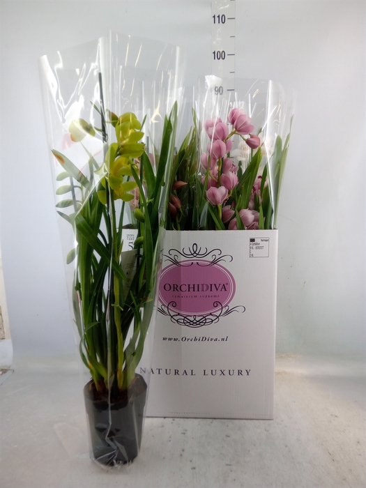 <h4>Cymbidium   ...mix</h4>