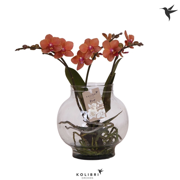 <h4>Phalaenopsis overig oranje</h4>