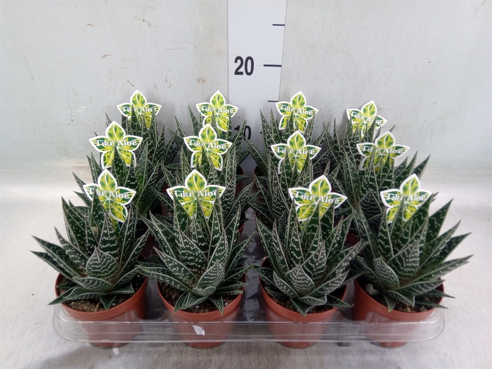 <h4>Aloe aristata 'Tiki Tahi'</h4>