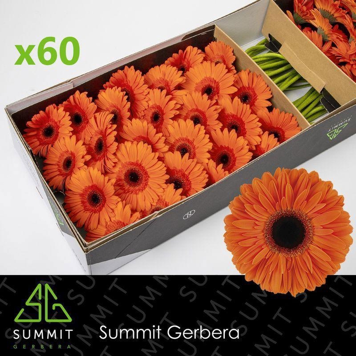 <h4>GE GR DUTCH PRIDE</h4>