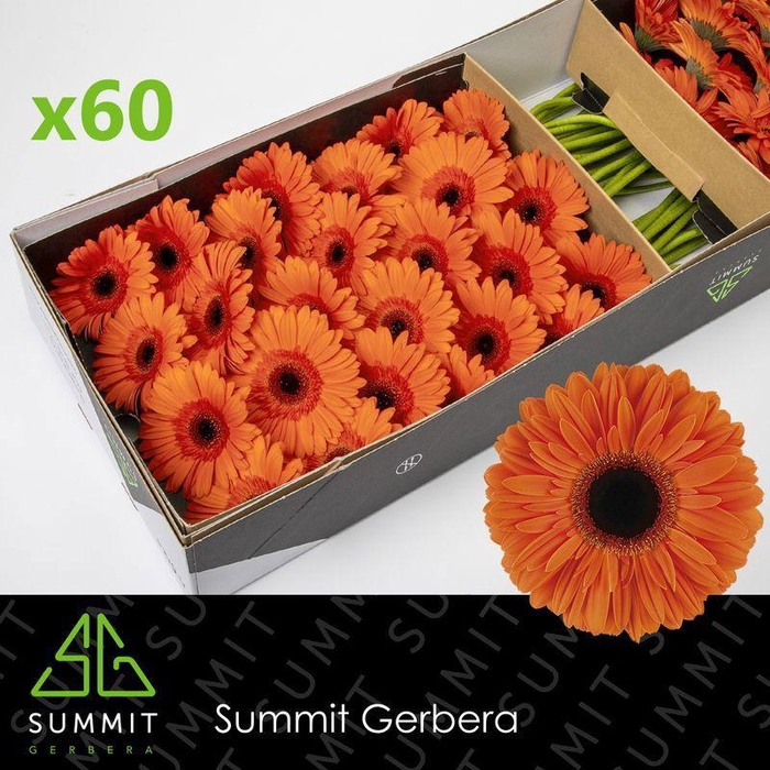 <h4>GE GR DUTCH PRIDE</h4>