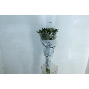 ALSTROEMERIA POMPEII 080 CM