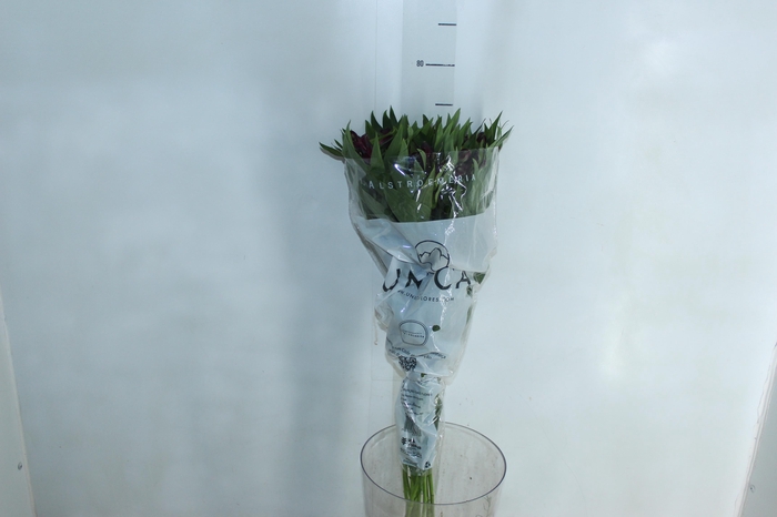 <h4>ALSTROEMERIA POMPEII 080 CM</h4>