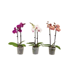 Phal Mix 2T12+ Kort