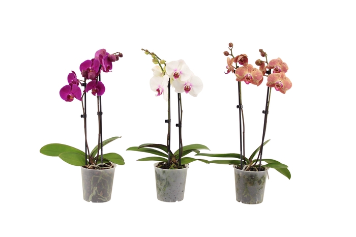 <h4>Phal Mix 2T10+ Kort</h4>