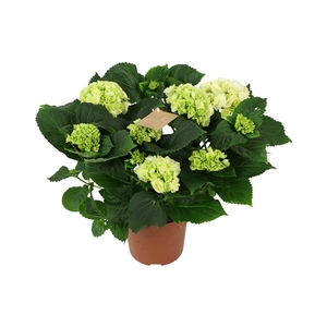 Hydrangea white 5/6 flowers