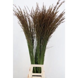 GRAS MOLINIA PENDULE