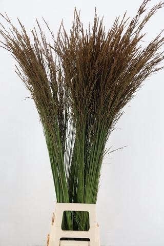 <h4>GRAS MOLINIA PENDULA</h4>