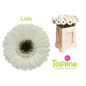 GERMINI LIDO