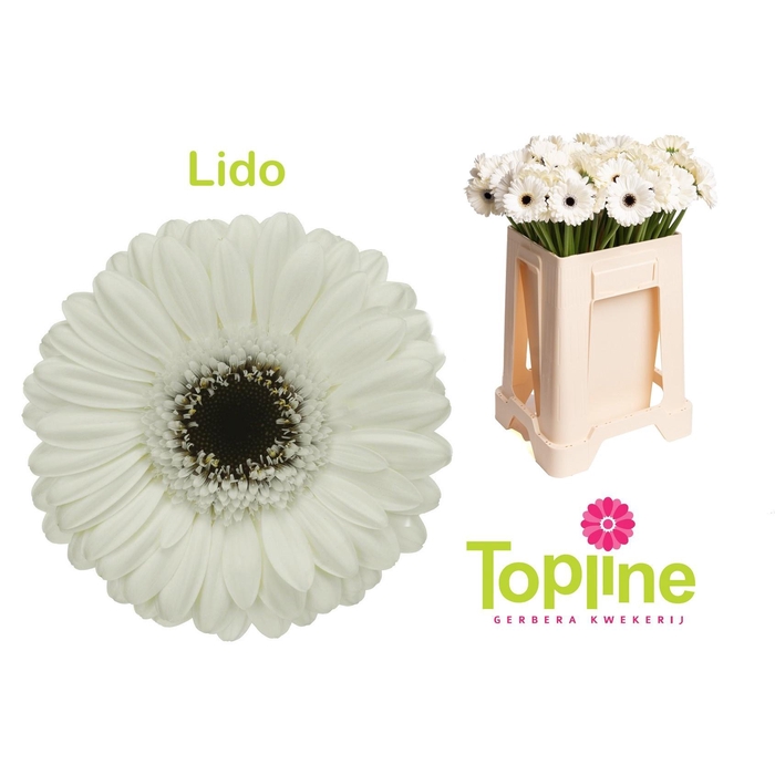 <h4>Ge Mi Lido</h4>