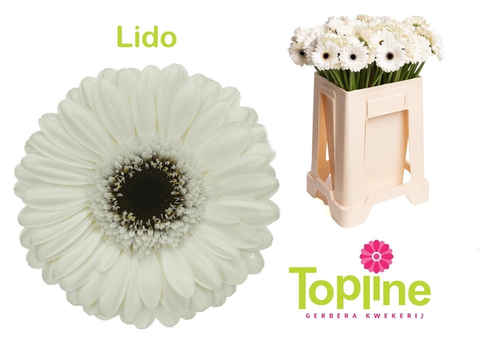<h4>Ge mi LIDO</h4>