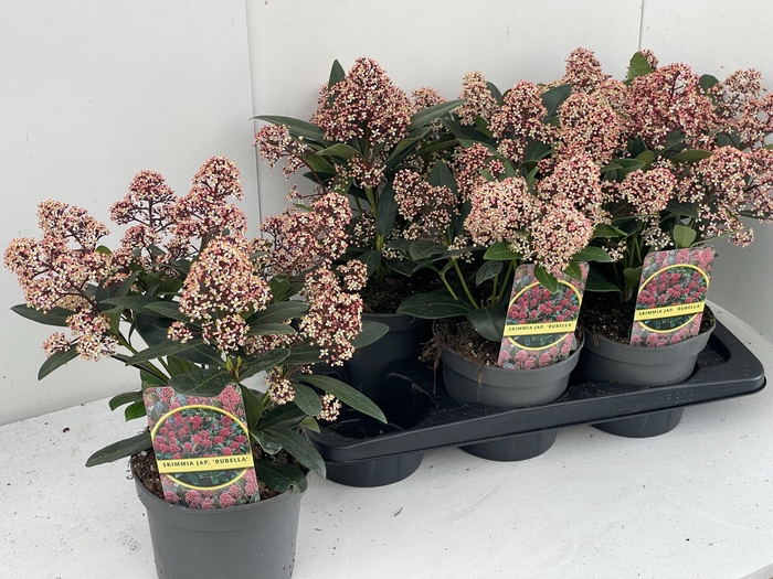 <h4>SKIM J RUBELLA</h4>