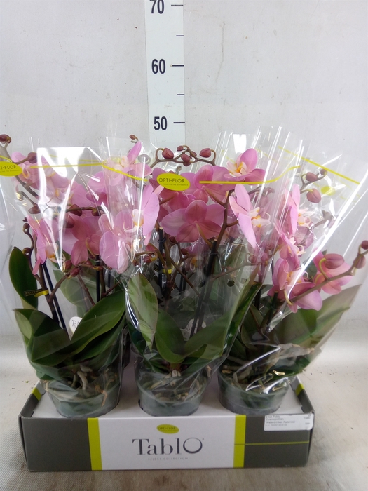 <h4>Phalaenopsis   ...rose</h4>