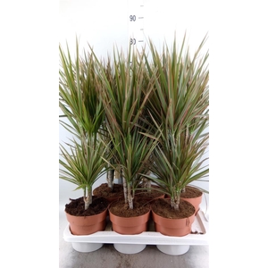 Dracaena marg. 'Bicolor'