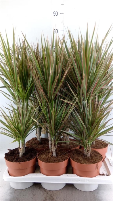 <h4>Dracaena marg. 'Bicolor'</h4>