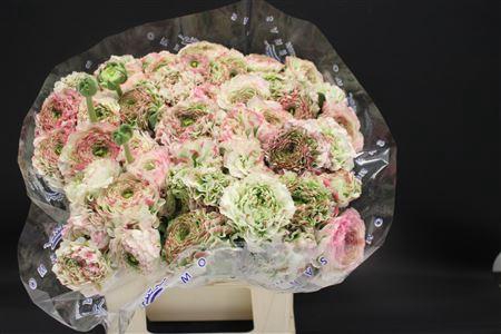 Cl Pon-pon Casper 566