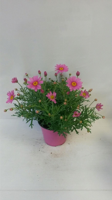 <h4>Argyranthemum   ...</h4>