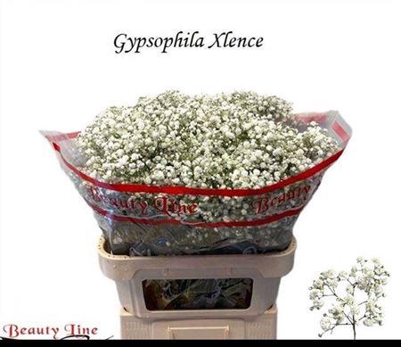 <h4>Gyps Pa Xlence</h4>