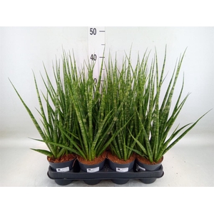 Sansevieria cyl.  ...