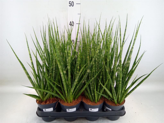 <h4>Sansevieria cyl.  ...</h4>