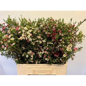 CHAME UN MY SWEET 16