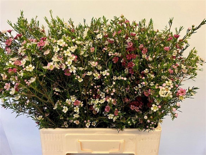 <h4>CHAME UN MY SWEET 16</h4>