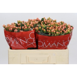 Hypericum Mellow Romance
