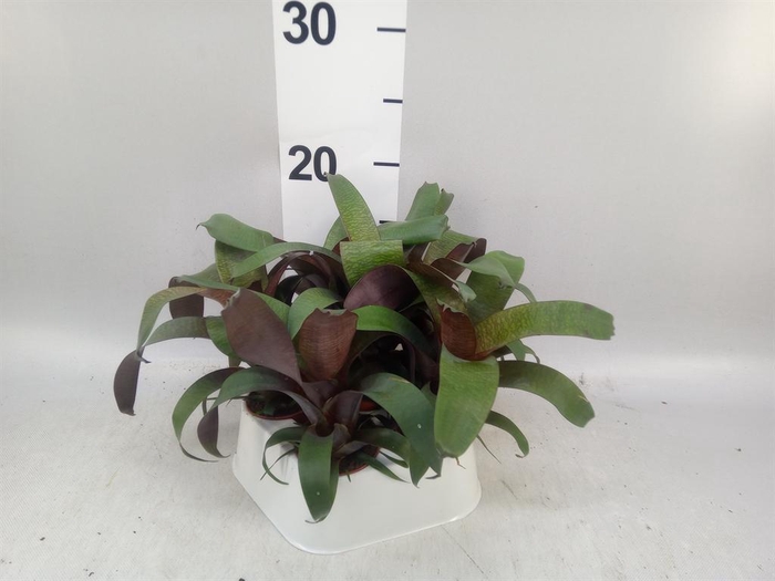 <h4>Vriesea   ...</h4>