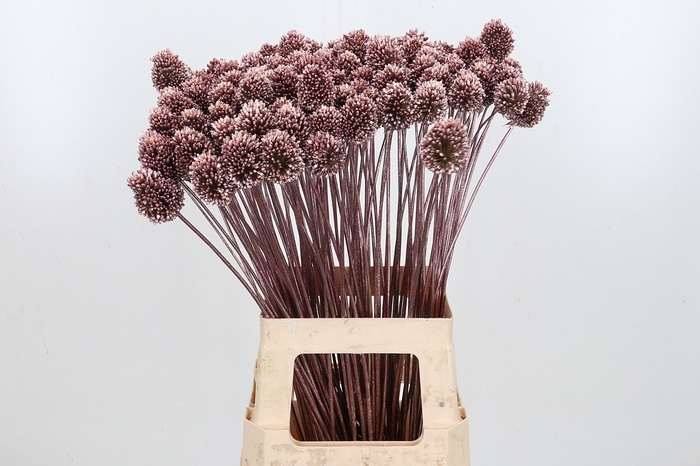 <h4>Allium Sphaero Kl Bh Rose Goud</h4>