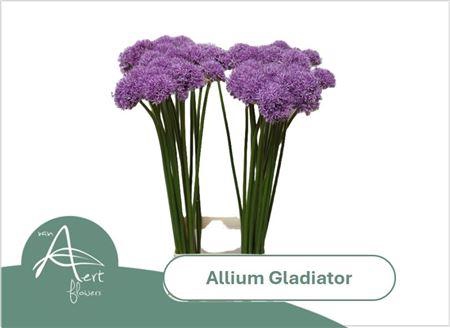 <h4>Allium Gladiator</h4>