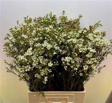 Chamelaucium Sirius White