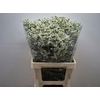 Lim Sin Mountain Diamond White