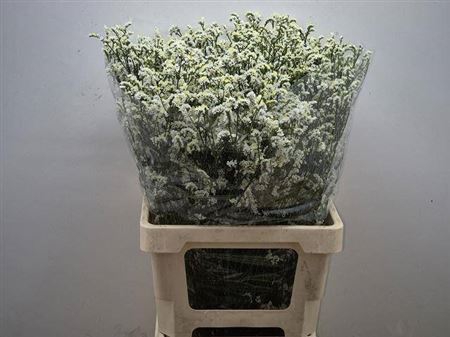 Lim Sin Mountain Diamond White